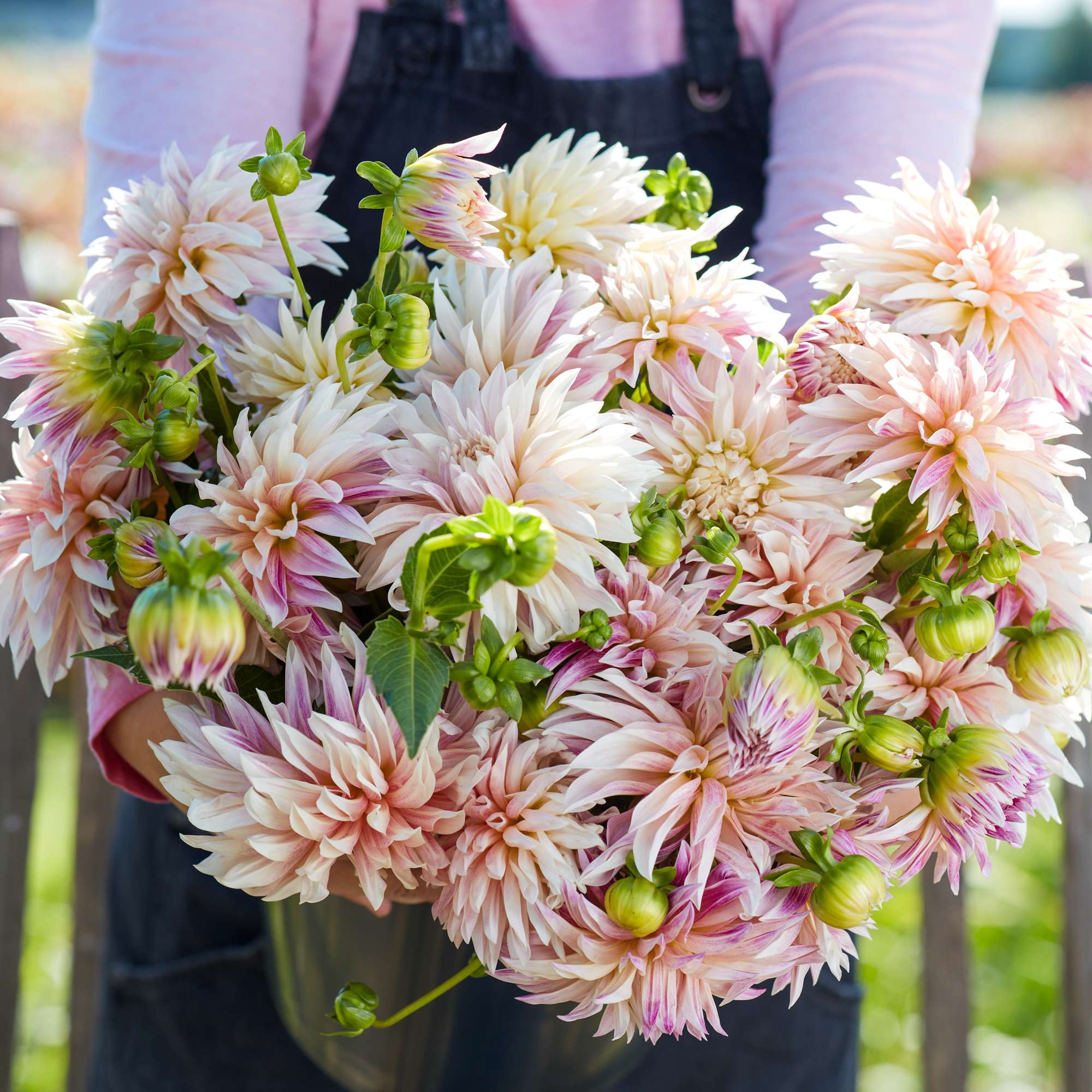 Dahlia 'Café de paris'